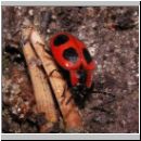 Endomychos coccineus - Scharlachroter Staeublingskaefer 01 6mm.jpg